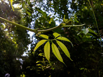 Low angle view of leaves on tree