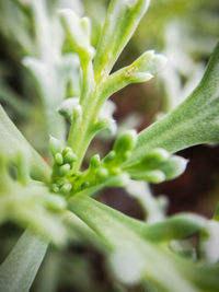 Close-up of green leaf