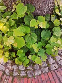 Full frame shot of green leaves