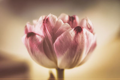 Close-up of flower