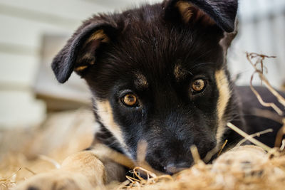 Close-up portrait of black dog