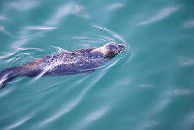 High angle view of turtle in sea