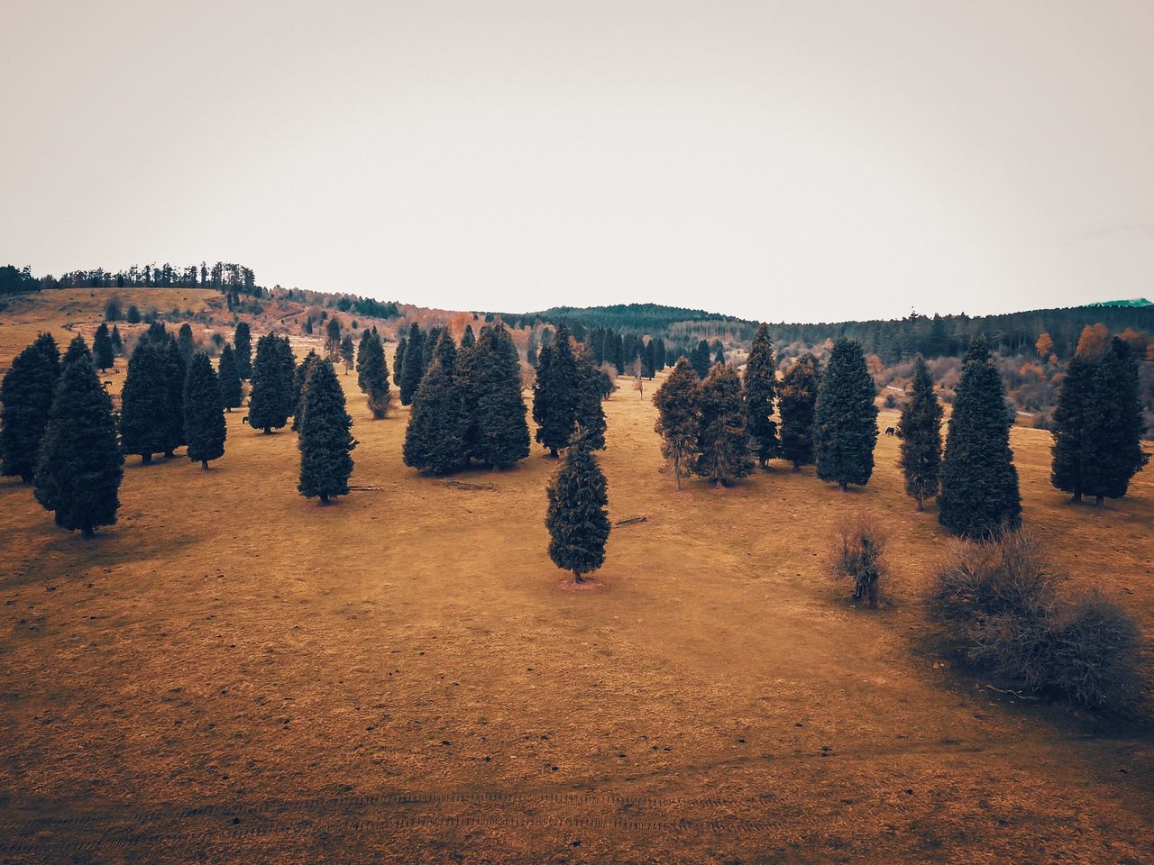 nature, tranquility, beauty in nature, landscape, no people, tranquil scene, scenics, clear sky, outdoors, tree, scenery, sky, day