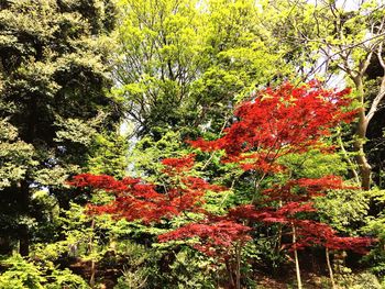 Low angle view of trees