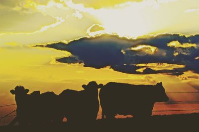 Silhouette of cows against sky during sunset