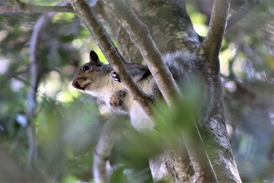Low angle view of squirrel on tree