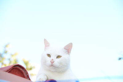 Portrait of cat against clear sky