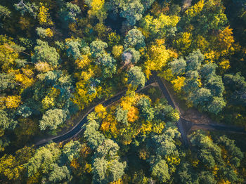 High angle view of autumn trees in forest