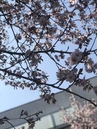 Low angle view of cherry blossoms in spring