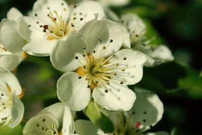 Close-up of white flowering plant