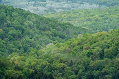 High angle view of trees in forest