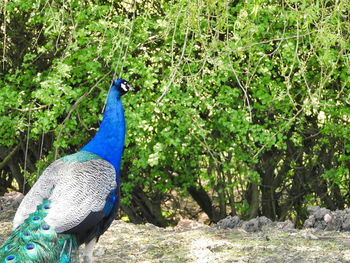 Peacock in a forest