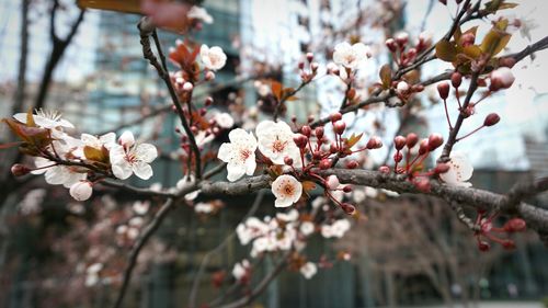 Close-up of cherry blossoms in spring