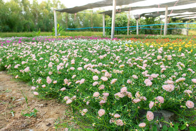 View of flowering plants in greenhouse