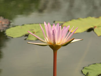 Close-up of water lily in lake