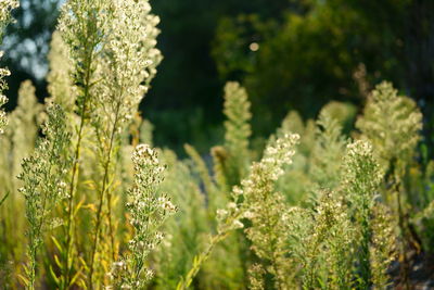 Close-up of flowering plants on land