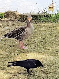 View of a bird on field