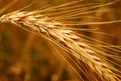 Close-up of wheat growing on field