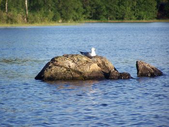 Bird perching on a lake