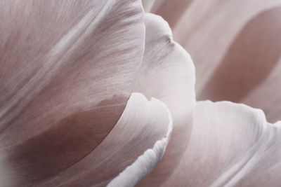 Light pink abstract macro flower photography