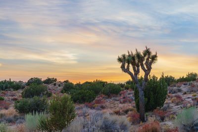 Plants growing on land against sky during sunset