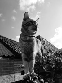 Low angle view of cat sitting against sky
