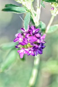 Close-up of purple flower