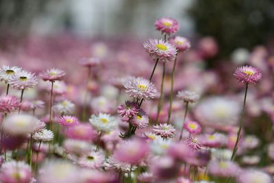 Close-up of pink flowers