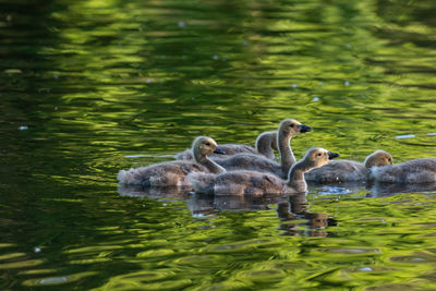 Swans swimming in lake