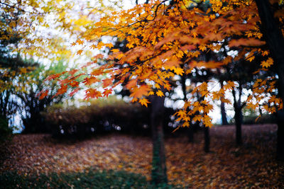Autumn leaves on tree