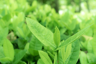 Close-up of plant leaves