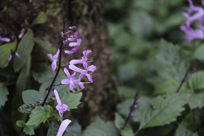 Close-up of purple flowers blooming outdoors