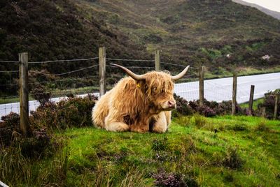 Cow standing on field-scottish 