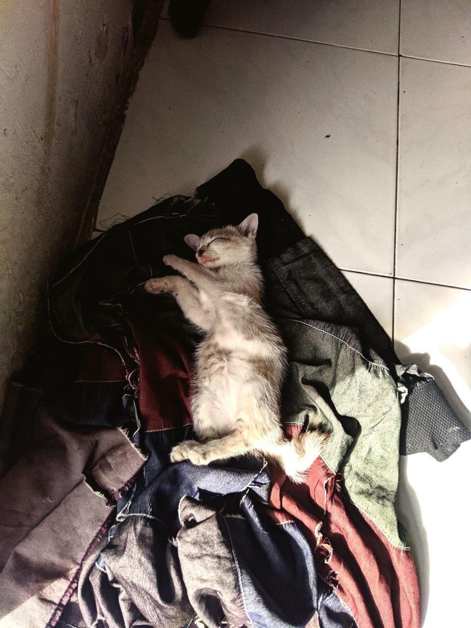 HIGH ANGLE VIEW OF CAT SITTING ON FLOOR