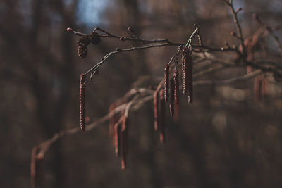 Catkins on hanging on branch