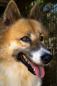 Close-up portrait of a dog