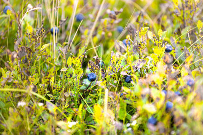 plant