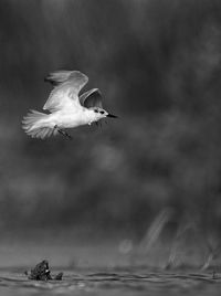 Seagull flying over a water