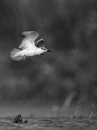 Seagull flying over a water