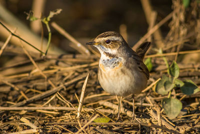 Close-up of a bird perching on a field