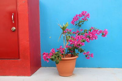 Red flowers blooming on potted plant