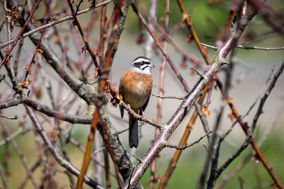 Bird perching on branch