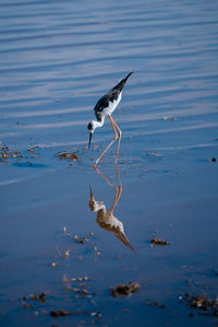 Seagulls flying over sea