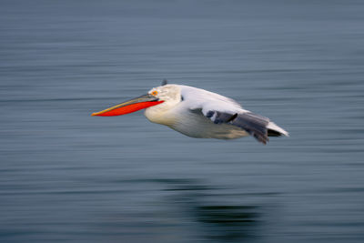 Bird in lake