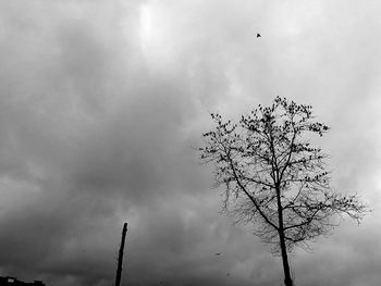 Low angle view of bird on branch against sky