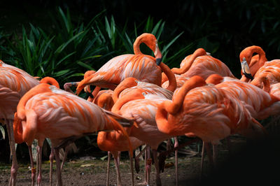 Flock of birds on field