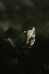 Close-up of insect on flower