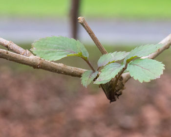 Close-up of leaves