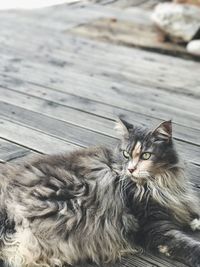 Close-up of cat sitting on floor