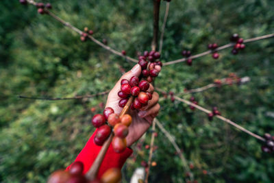 Midsection of red berries growing on tree